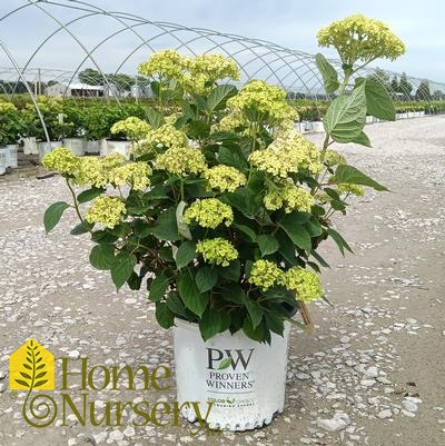 Hydrangea arborescens Invincibelle Sublime™