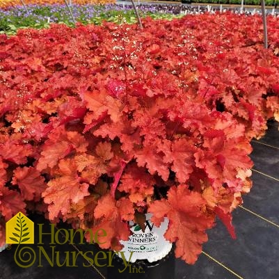 Heuchera x Primo® 'Peachberry Ice'