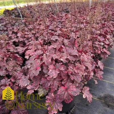 Heuchera x 'Midnight Rose'