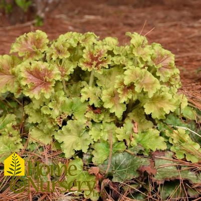 Heuchera x Dolce® 'Apple Twist'