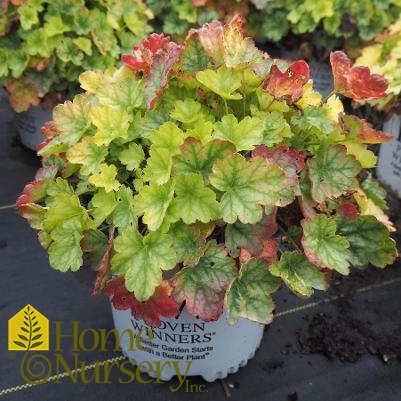 Heuchera x Dolce® 'Appletini'