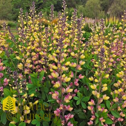 Baptisia x Decadence® Deluxe 'Pink Lemonade'