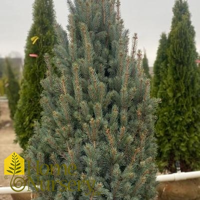 Picea pungens var. glauca 'Fastigiata'