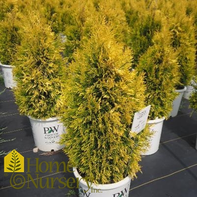 Thuja plicata Fluffy®