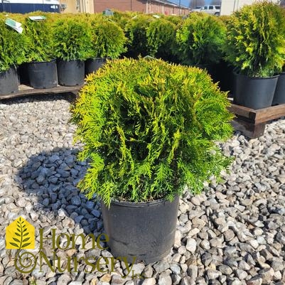 Thuja occidentalis 'Danica'