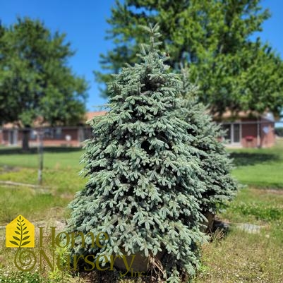 Picea pungens var. glauca 