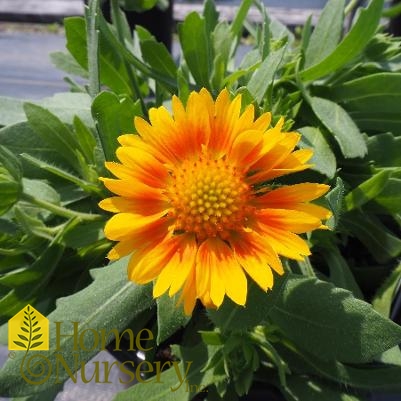 Gaillardia x grandiflora 'Mesa Peach'