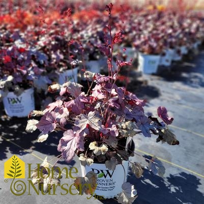 Heuchera x Dolce® 'Silver Gumdrop'