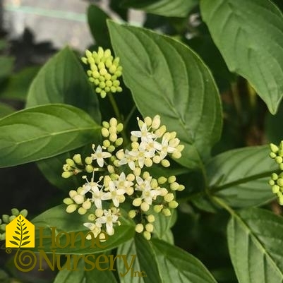 Cornus sericea Arctic Fire® Yellow