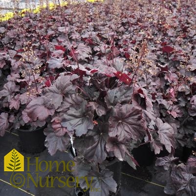 Heuchera x 'Obsidian'