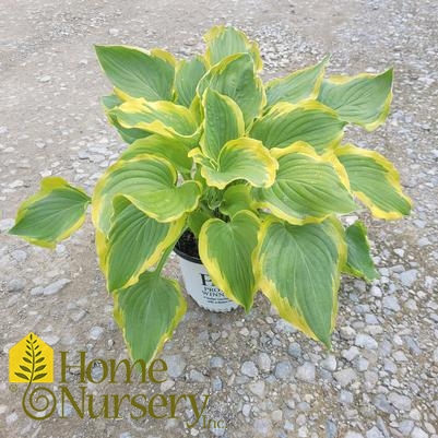 Hosta x Shadowland® 'Seducer'