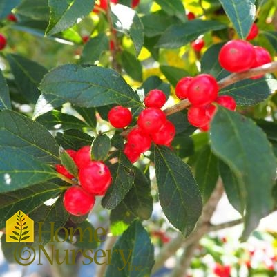 Ilex verticillata Berry Poppins®