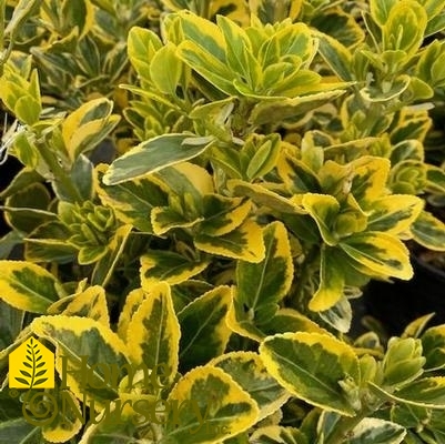 Euonymus japonicus 'Aureomarginatus'