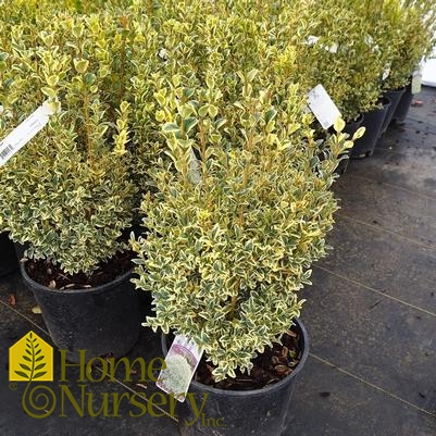 Buxus sempervirens 'Variegata'