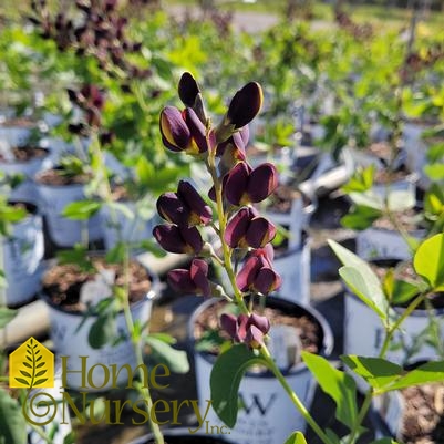 Baptisia x Decadence® 'Dark Chocolate'