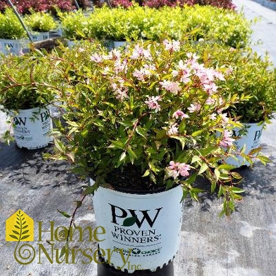 Deutzia x Yuki Cherry Blossom®