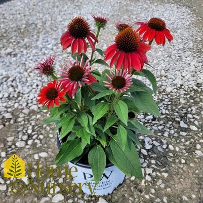 Echinacea x Color Coded™ 'Frankly Scarlet'