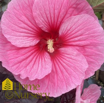 Hibiscus x Summerific® 'Edge of Night'