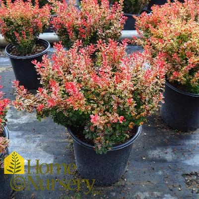 Berberis thunbergii f. atropurpurea 'Admiration'