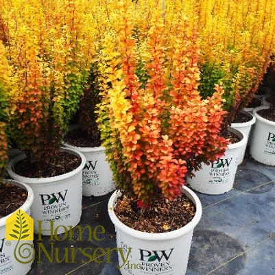 Berberis x Sunjoy Gold Pillar®