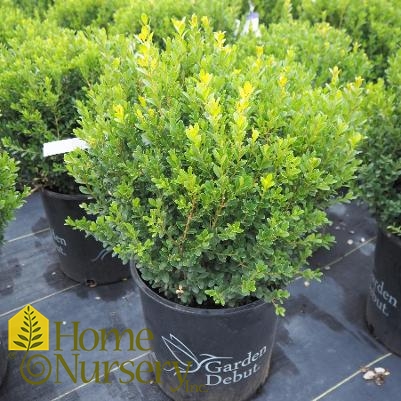 Buxus microphylla japonica Baby Gem™