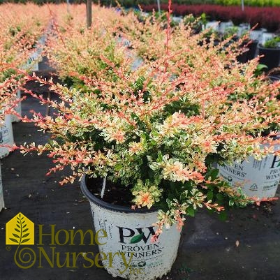 Berberis x Sunjoy Sequins®