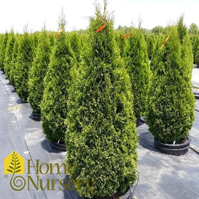 Thuja occidentalis 'Emerald Green'