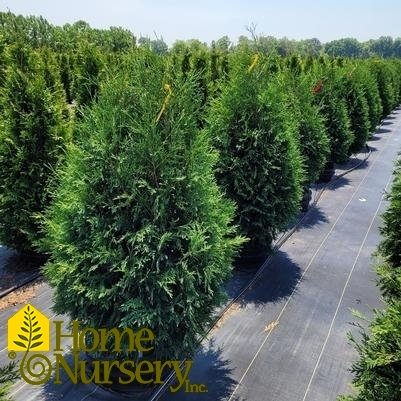 Thuja occidentalis 'Techny'