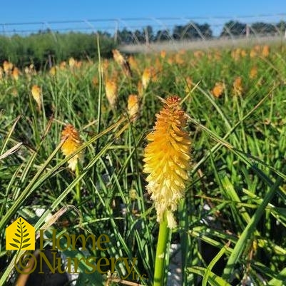 Kniphofia x Pyromania® 'Hot and Cold'