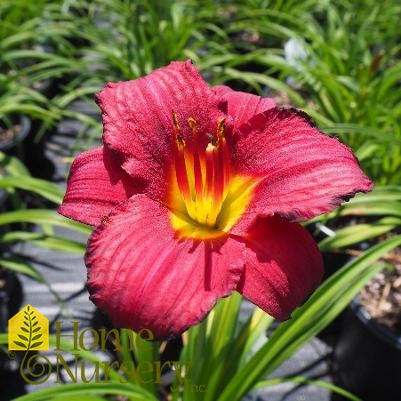 Hemerocallis 'Little Business'