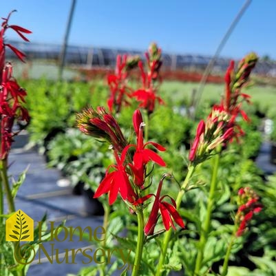 Lobelia cardinalis 