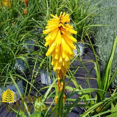 Kniphofia x Pyromania™'Solar Flare'