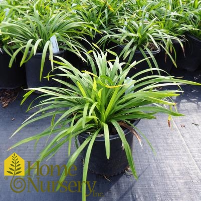 Liriope muscari 'Royal Purple'