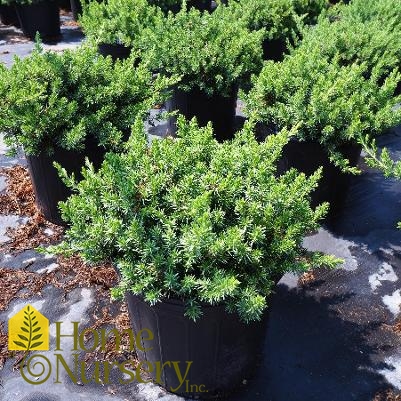 Juniperus conferta 'Blue Pacific'