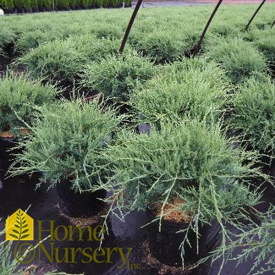 Juniperus virginiana 'Grey Owl'