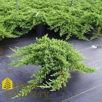 Juniperus procumbens 'Greenmound'