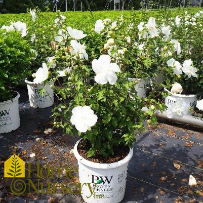 Hibiscus syriacus White Chiffon®