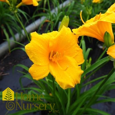 Hemerocallis 'Stella de Oro'