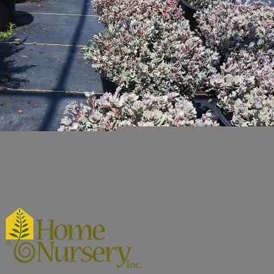 Sedum x Sedoro Sunsparkler® 'Blue Elf'