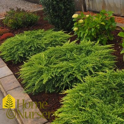 Juniperus x pfitzeriana 'Daub's Frosted'