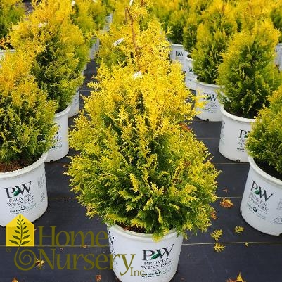 Chamaecyparis pisifera Soft Serve® Gold