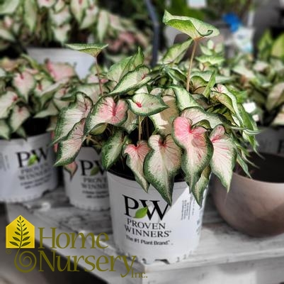 Caladium hortulanum Heart to Heart® 'White Wonder'