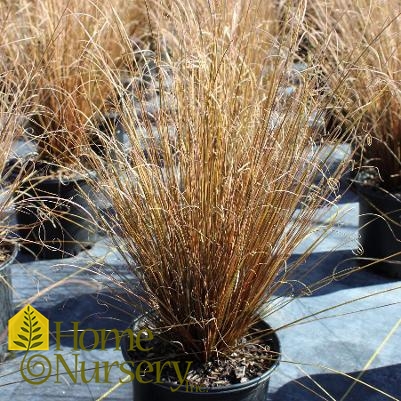 Carex buchananii 'Red Rooster'