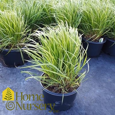 Calamagrostis x acutiflora 'Eldorado'