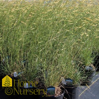 Bouteloua gracilis 'Blonde Ambition'