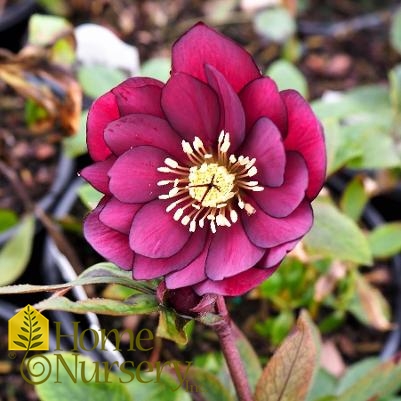 Helleborus x Wedding Party® True Love