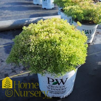 Sedum x Rock 'n Grow® Pure Joy