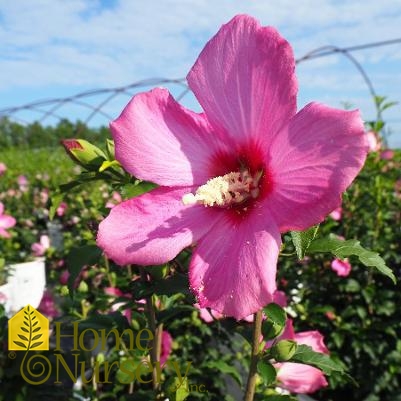 Hibiscus syriacus Lil' Kim® Red