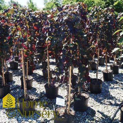 Cercis canadensis 'Ruby Falls'