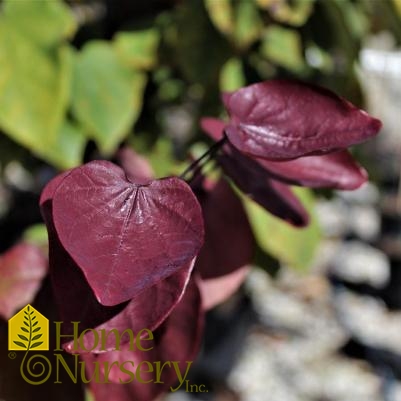 Cercis canadensis 'Forest Pansy'